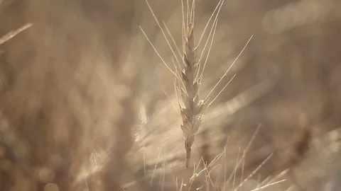 Abstract background - sunny day, wheat field. Stock Footage 77922836