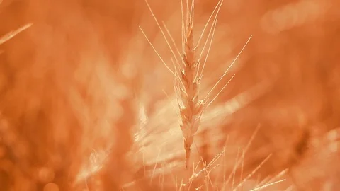 Abstract background - sunny day, wheat field. Stock Footage 77922865