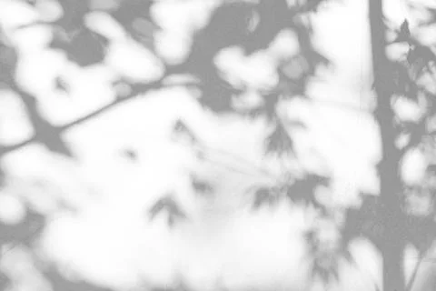 Abstract background textuer of shadows leaf on a concrete wall for design Stock Photos