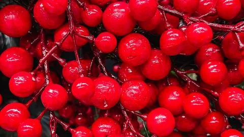 Abstract background texture of bright red glossy artificial berries on bran.. Stock Photos