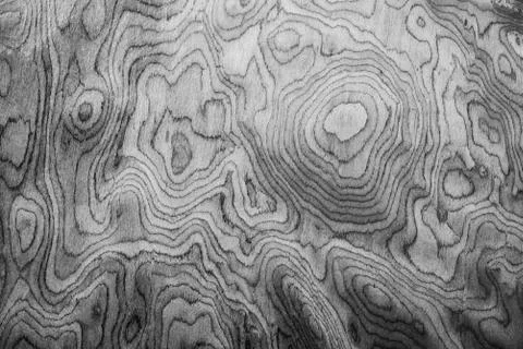 Abstract background from texture of the circumference of the tree in monochro Stock Photos