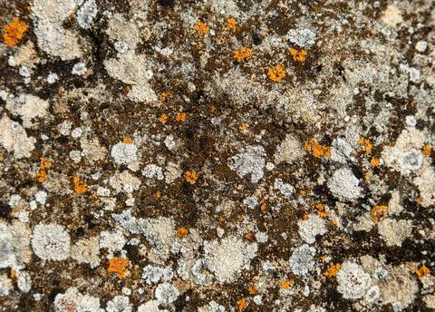 Abstract background texture of natural multicolored lichen and moss on ston.. Stock Photos