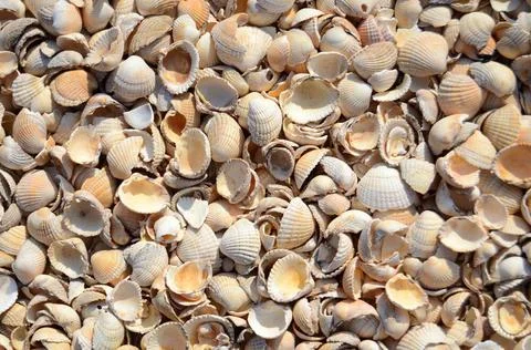 An Abstract Background Texture Of Sea Shells An Abstract Background Textur... Foto stock