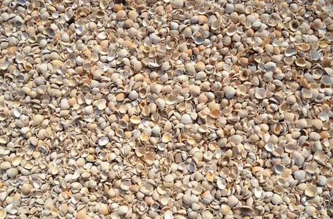 An Abstract Background Texture Of Sea Shells An Abstract Background Textur... Foto stock