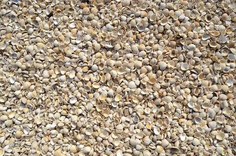 An Abstract Background Texture Of Sea Shells Foto stock