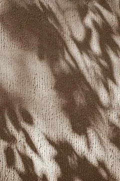 Abstract background texture of sun light shadows leaf on neutral beige concre 写真素材