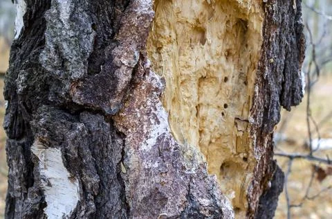Abstract background . thick trunk of an old bird-damaged tree in the autumn f Stock Photos