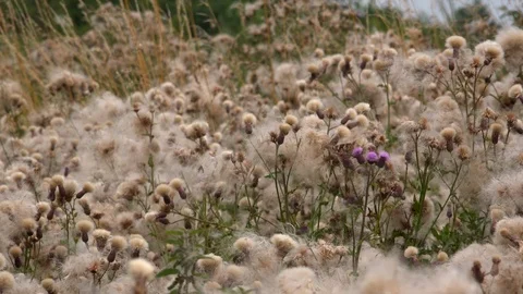 Abstract background thistle plants in England UK 4K Video stock 113720165