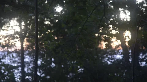 Abstract Background Through Gently Swaying Focused Trees At Sunset Stock Footage 55557931