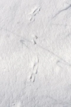 Abstract background with traces of squirrels in the snow Stock Photos