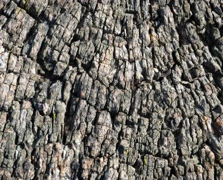 Abstract background with tree bark Stock Photos