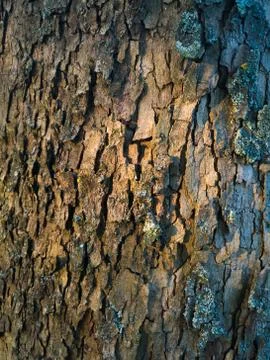 Abstract background, tree bark texture, natural pattern Stock Photos