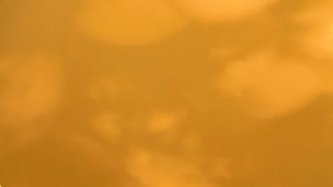 Abstract background, tree branch leaves silhouette shadows motion on golden wall Stock Footage 286947466