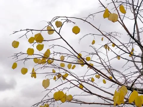 Abstract background with tree branches and yellow leaves Stock Photos