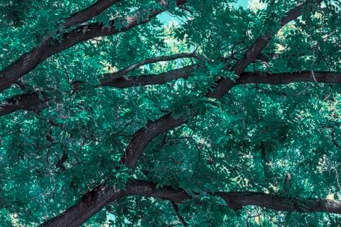 Abstract background with tree branches Stock Photos