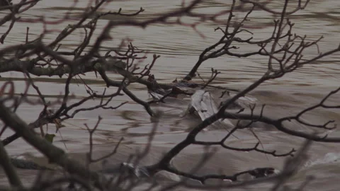 Abstract background tree branches skimming surface of fast-flowing river 動画素材 144755073