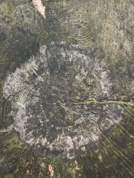 Abstract background from a tree intersection. with lots of moss Stock Photos