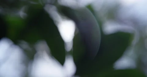 Abstract background of tree leaves 스톡 동영상 138687786