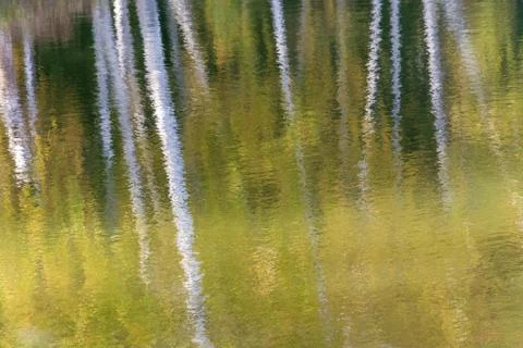 Abstract background of tree trunks blurred on the river surface. Stock Photos
