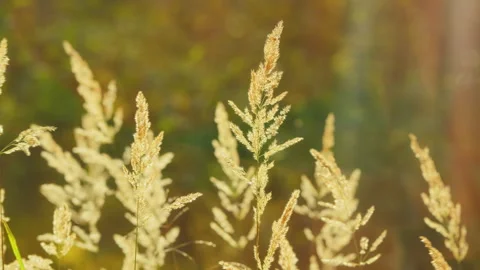Abstract Background With Trendy Dry Reed. Abstract Natural Background. Fluffy Stock Footage 296279667