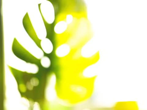 The abstract background of the tropical leaf of monstera with poor focus. Stock Photos
