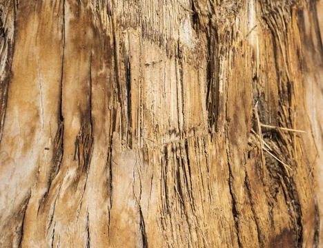 Abstract background wallpaper closeup of bark on tree trunk Stock Photos