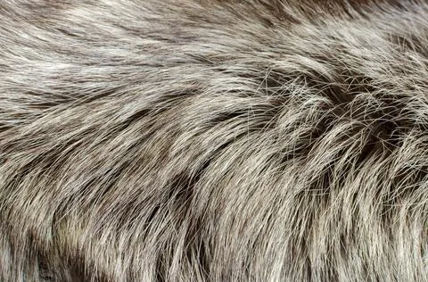 Abstract background of warm gray-brown fur closeup Stock Photos
