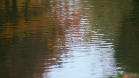 Abstract background of water surface rippling with colorful autumn leaf ref.. Stock Footage 337411043