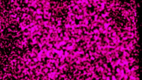 Abstract background Wave Particles Collection of colorful glowing dots. 4K Stock Footage 287900666