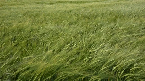 Abstract background of wheat field blowing in the wind UK 4K Stockbeeldmateriaal 111035488