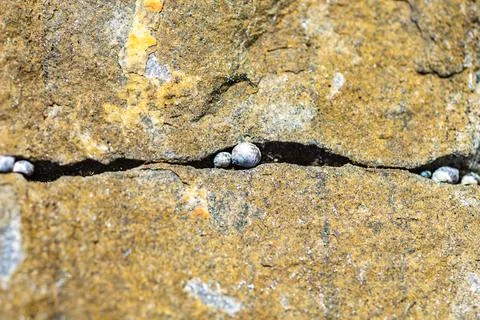 Abstract background of white shells in a rock crevice, macro Stock Photos