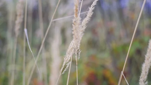 Abstract background, wild grass sways in the wind. Golden color, slow motion. Stock Footage 121617443