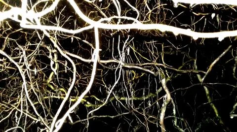 Abstract background with windind willow branches Stock Photos