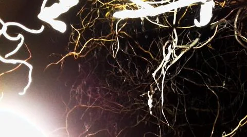 Abstract background with windind willow branches Stock Photos