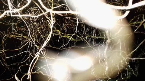Abstract background with windind willow branches Stock Photos