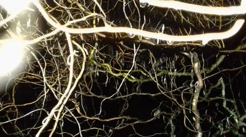 Abstract background with windind willow branches Stock Photos