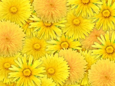 Abstract background of yelow flowers Stock Photos