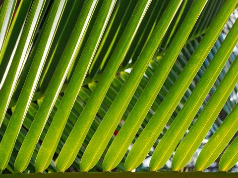 Abstract background,pattern and wallpaper,close up fresh green coconut leaf, Foto stock