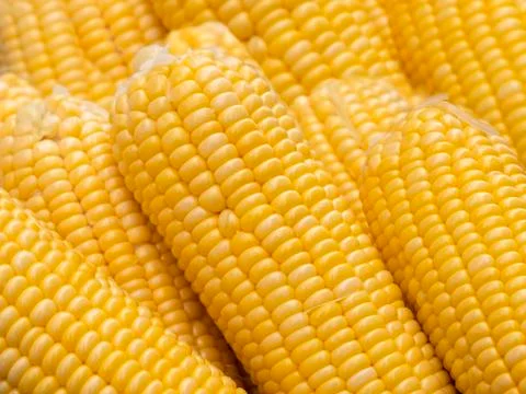 Abstract backgrounds of freshness maize Stock Photos