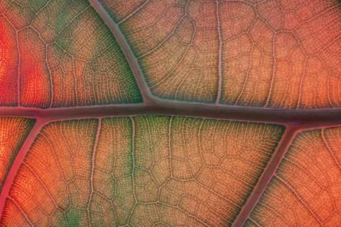 Abstract Backlit Leaf Texture imitating veins of human hearth Stock Photos