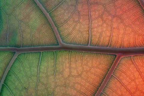 Abstract Backlit Leaf Texture imitating veins of human hearth Stock Photos