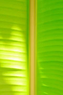 Abstract of banana leaf background Stock Photos