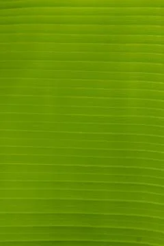 Abstract of banana leaf background Stock Photos