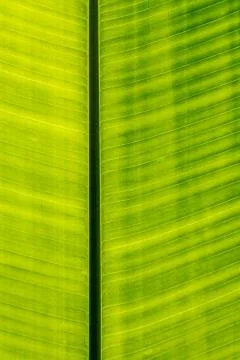 Abstract of banana leaf background Stock Photos