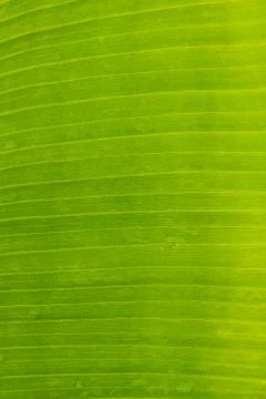 Abstract of banana leaf background Stock Photos