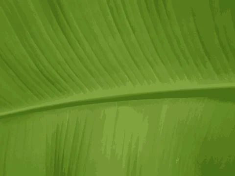 Abstract banana leaf 스톡 일러스트