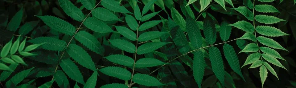 Abstract banner nature of green leaf in garden at summer. Natural green leaves Stock Illustration