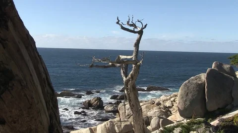 Abstract bare tree, near Carmel, California Stock Footage 77010826