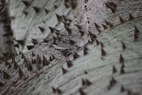 Abstract bark of  silk floss tree (Ceiba speciosa) (palo borracho) with sharp Stock Photos