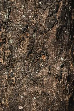 Abstract Bark of tree texture. Stock Photos